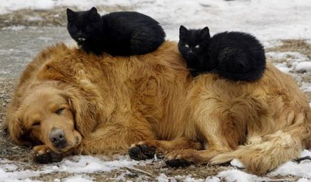 犬と猫の上下関係がよく表れている画像を見てみよう