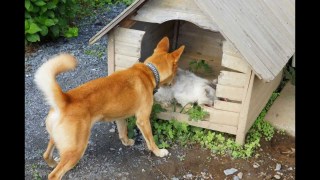 犬と猫の上下関係がよく表れている画像を見てみよう