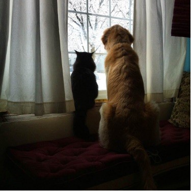 犬と猫の上下関係がよく表れている画像を見てみよう