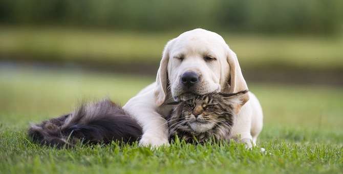 犬と猫の上下関係がよく表れている画像を見てみよう