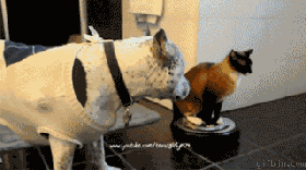 犬と猫の上下関係がよく表れている画像を見てみよう