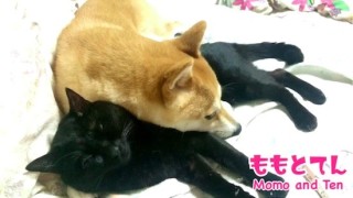 犬と猫の上下関係がよく表れている画像を見てみよう