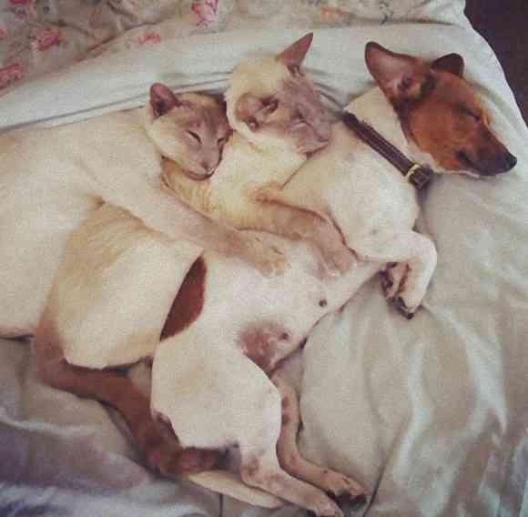 犬と猫の上下関係がよく表れている画像を見てみよう