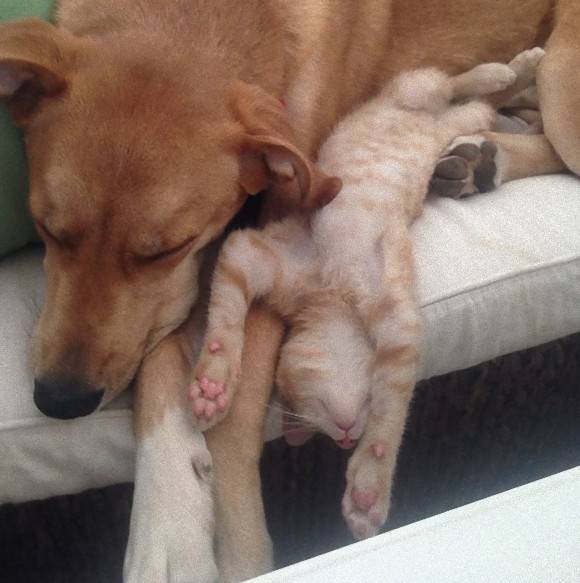 犬と猫の上下関係がよく表れている画像を見てみよう