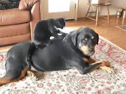 犬と猫の上下関係がよく表れている画像を見てみよう