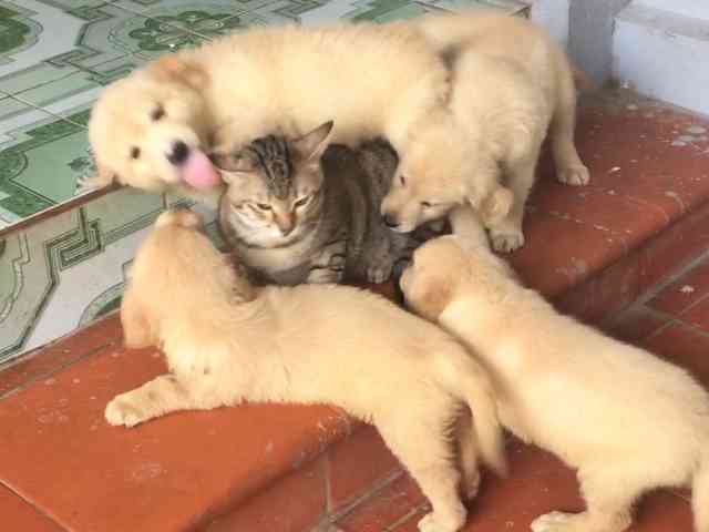 犬と猫の上下関係がよく表れている画像を見てみよう