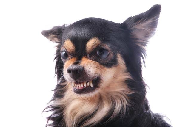 Koki,