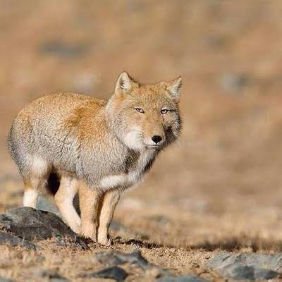 動物占いを語ろう!