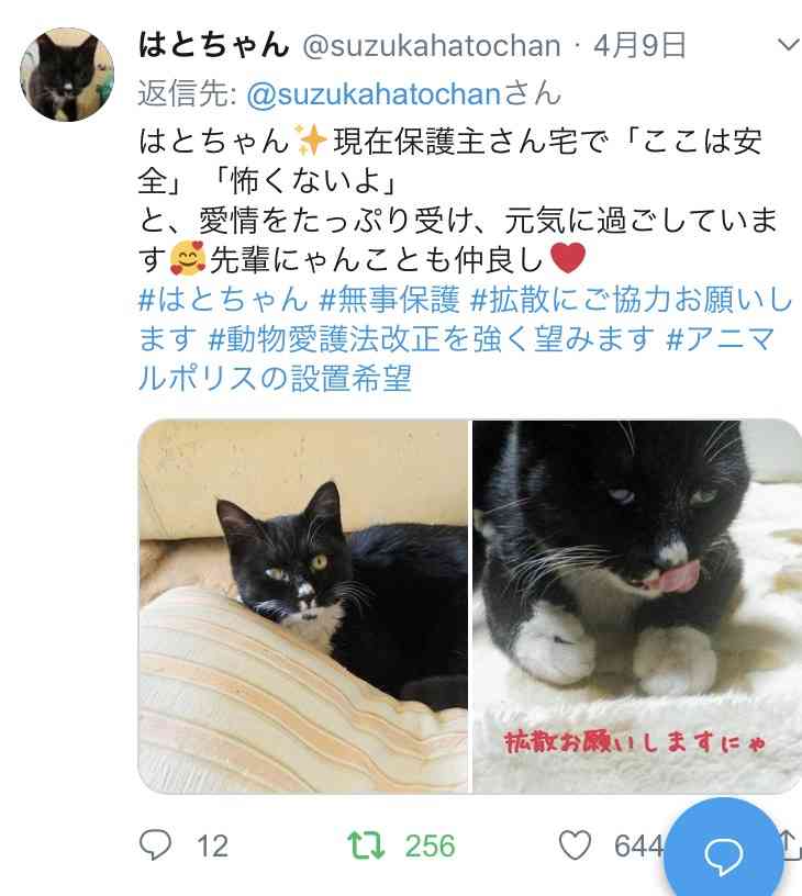 子猫の首にひも 引きずり連れ去り 監視カメラに男の姿 ガールズちゃんねる Girls Channel