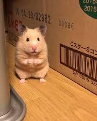 ゴキブリを初めてみたときの衝撃