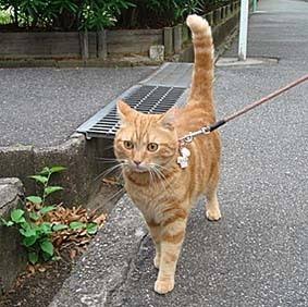 ［ネタトピ］がる民だけで行う花見にありがちなこと