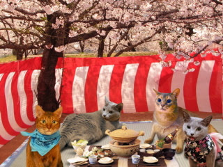 ［ネタトピ］がる民だけで行う花見にありがちなこと