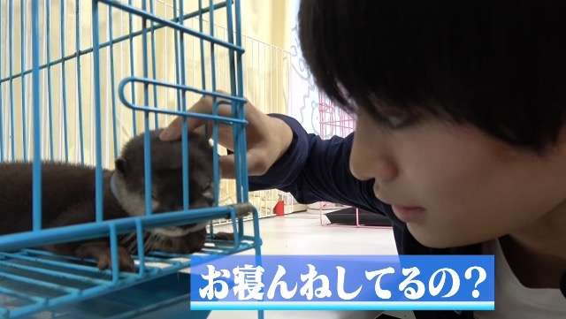 【ハイビー】HiHi Jets＆美少年が好きな人あつまれ～!【ジャニーズJr.】