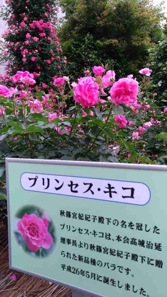 愛子さまの目覚ましい成長、女性天皇容認の結論は令和3年か