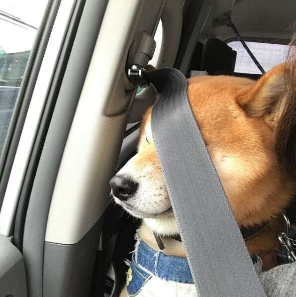 今日保存した画像を延々と載せていくトピ