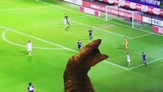 今日保存した画像を延々と載せていくトピ