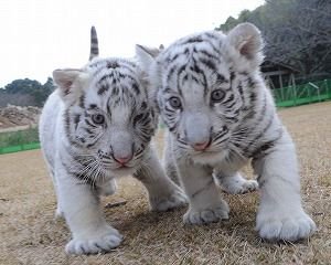 今日保存した画像を延々と載せていくトピ