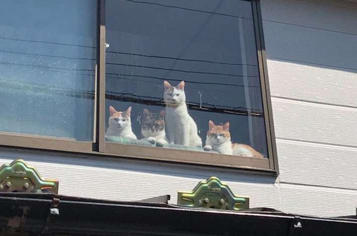 選挙カーから「猫ちゃんたち、ありがとう」 気になって自宅の窓を振り返ってみると…