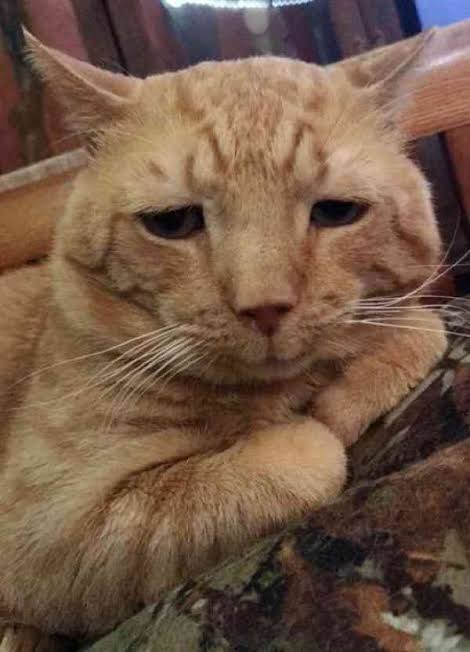 選挙カーから「猫ちゃんたち、ありがとう」 気になって自宅の窓を振り返ってみると…