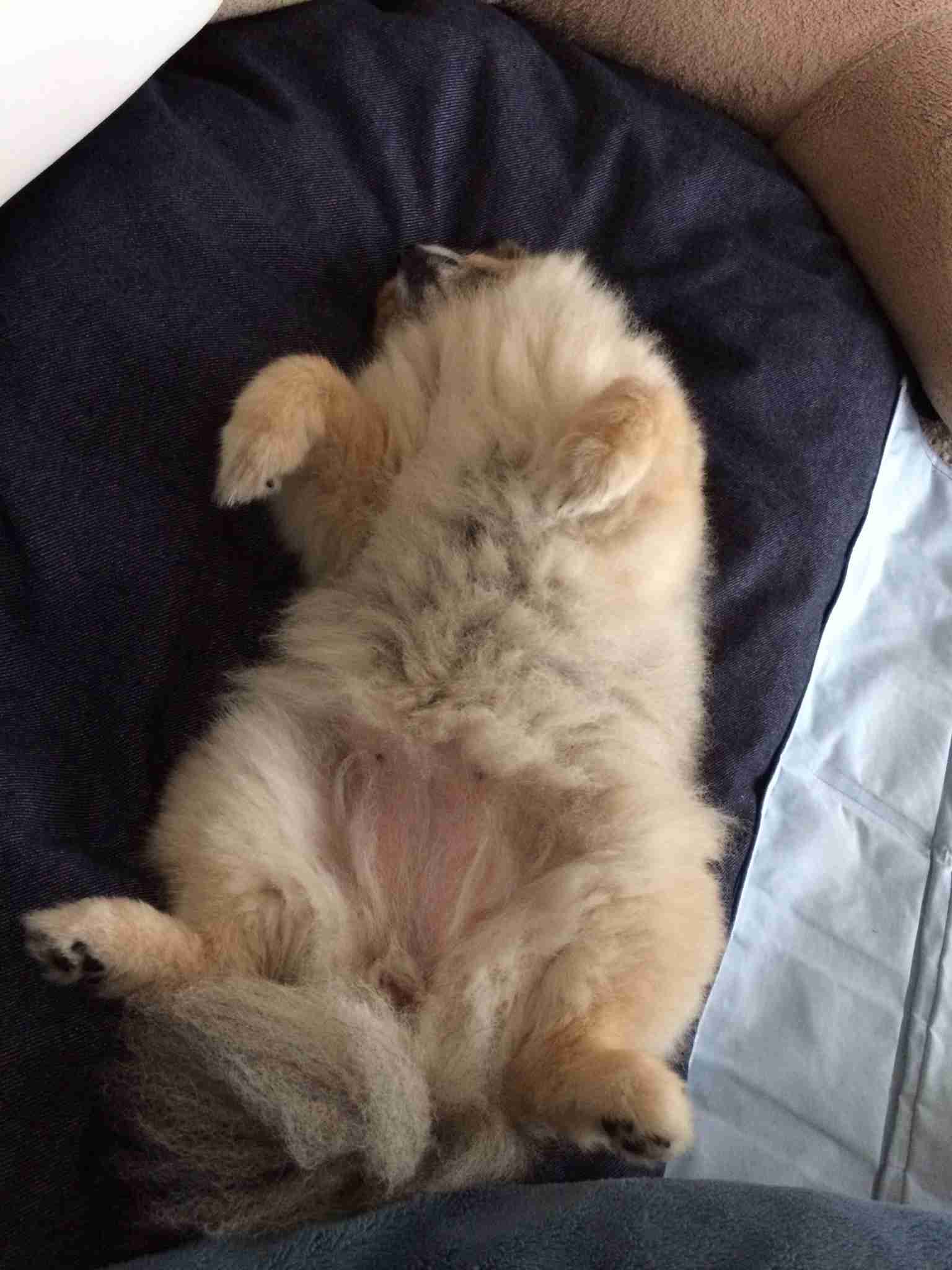 保護犬・猫と暮らしている人