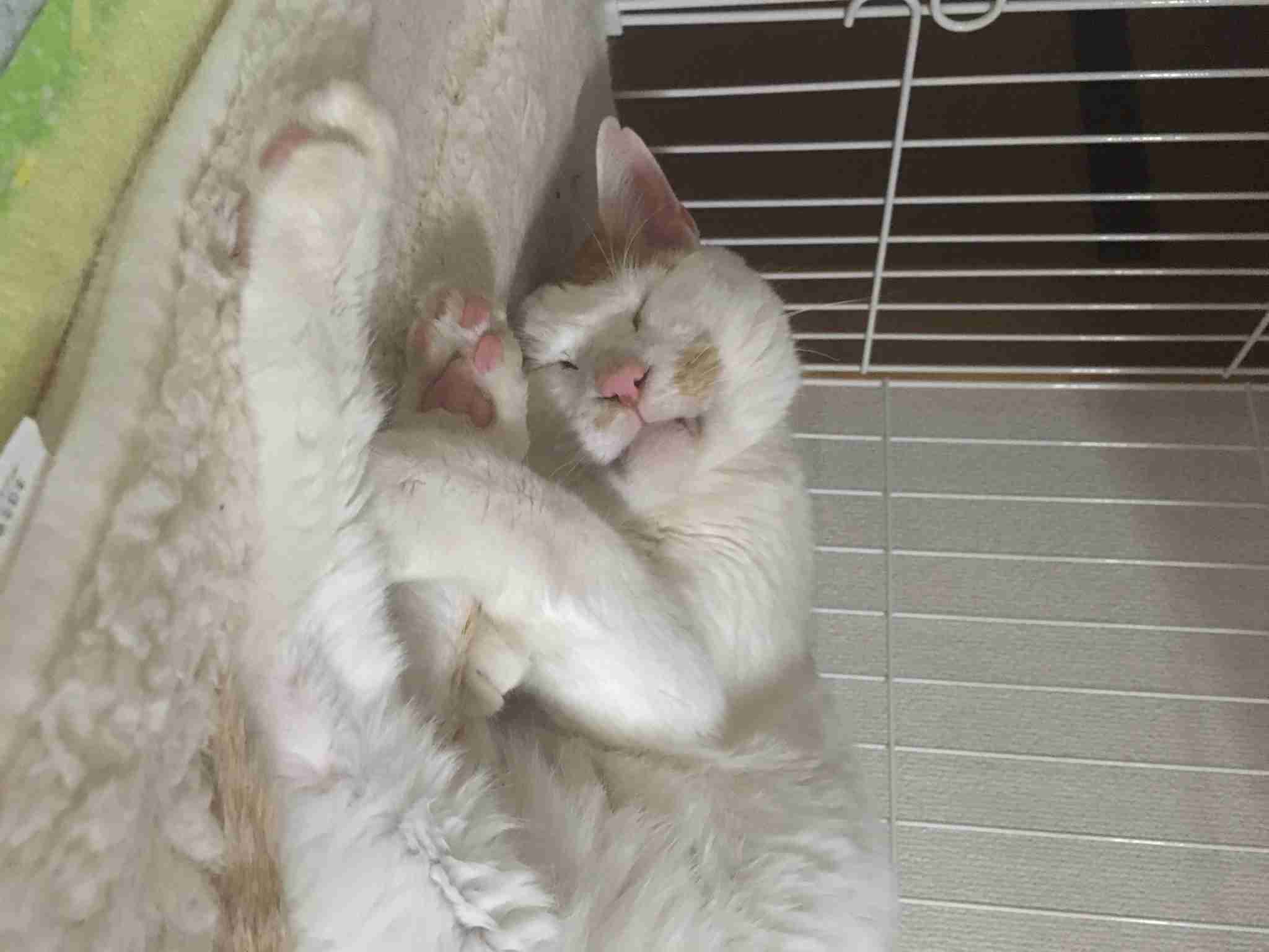 保護犬・猫と暮らしている人
