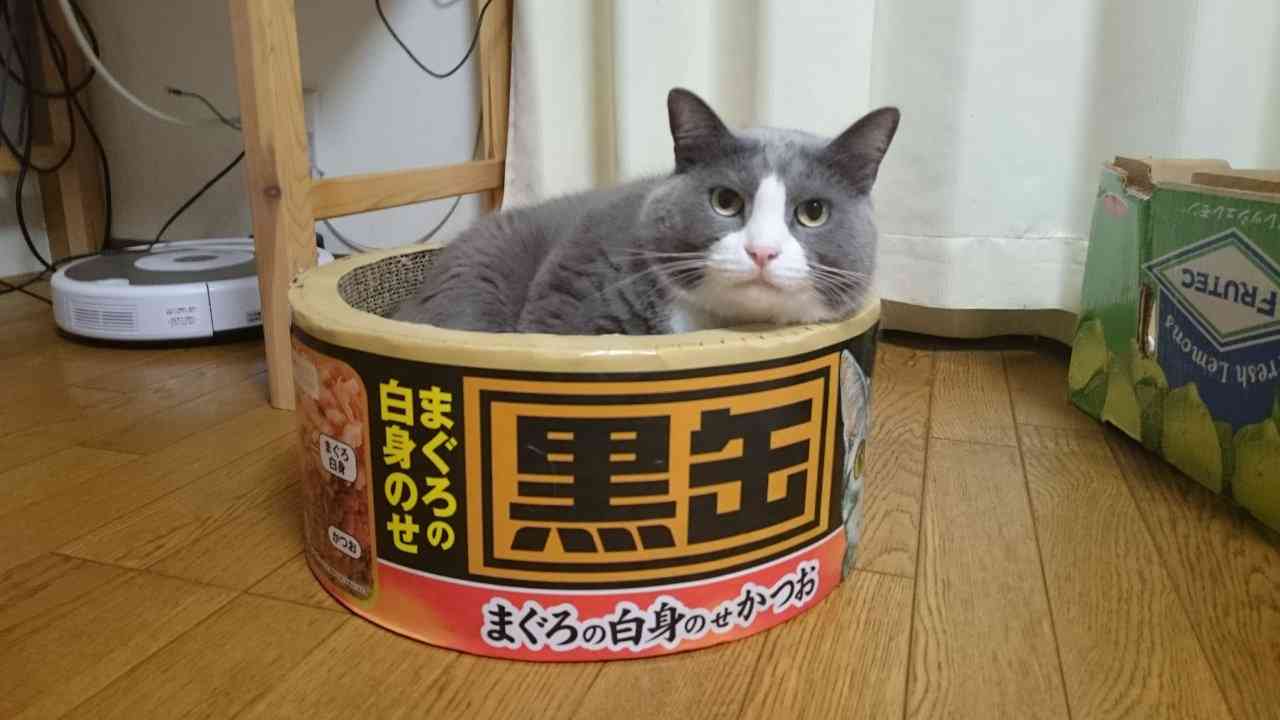 保護犬・猫と暮らしている人