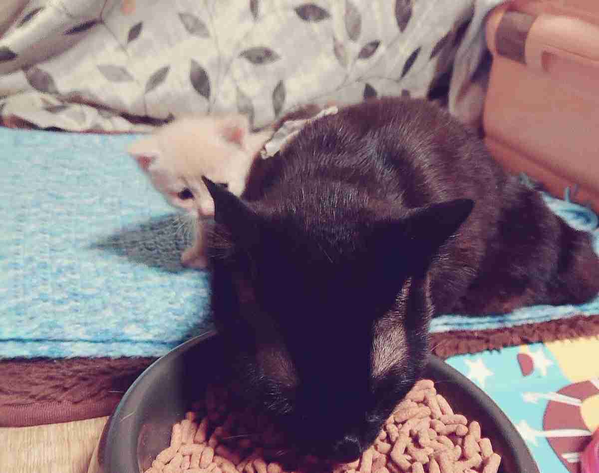 保護犬・猫と暮らしている人