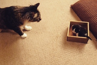保護犬・猫と暮らしている人