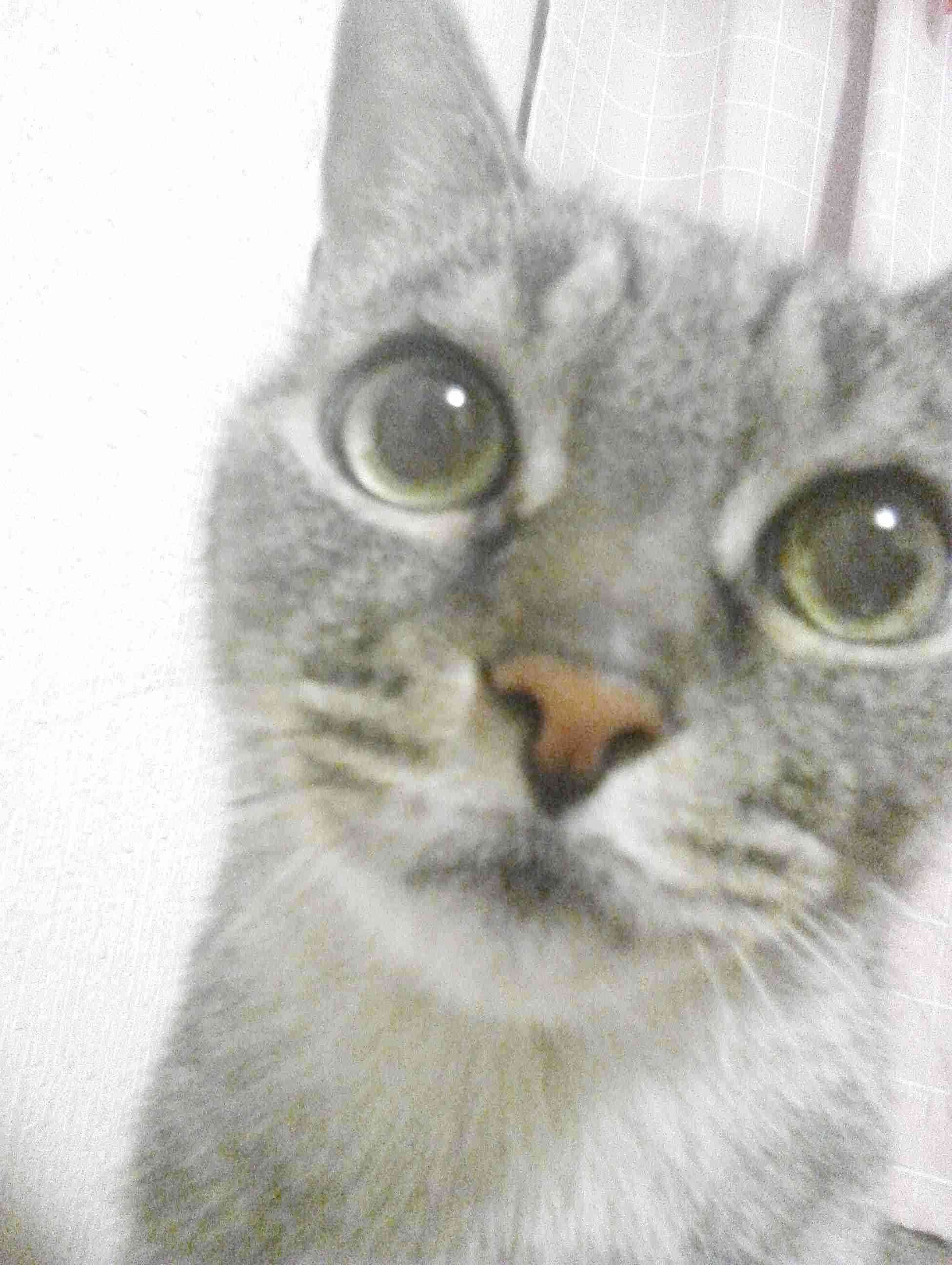保護犬・猫と暮らしている人