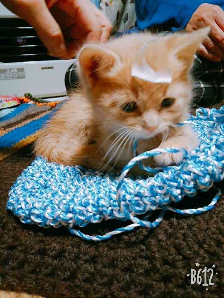保護犬・猫と暮らしている人