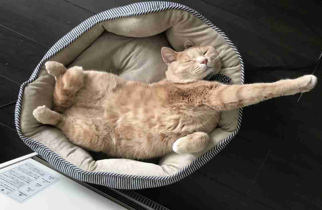 保護犬・猫と暮らしている人