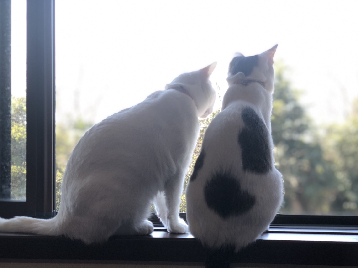 保護犬・猫と暮らしている人