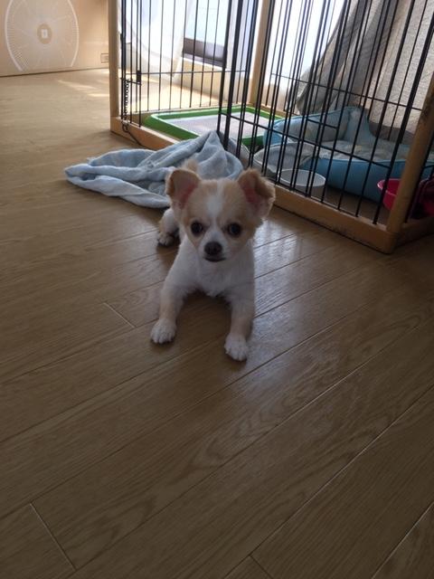 保護犬・猫と暮らしている人