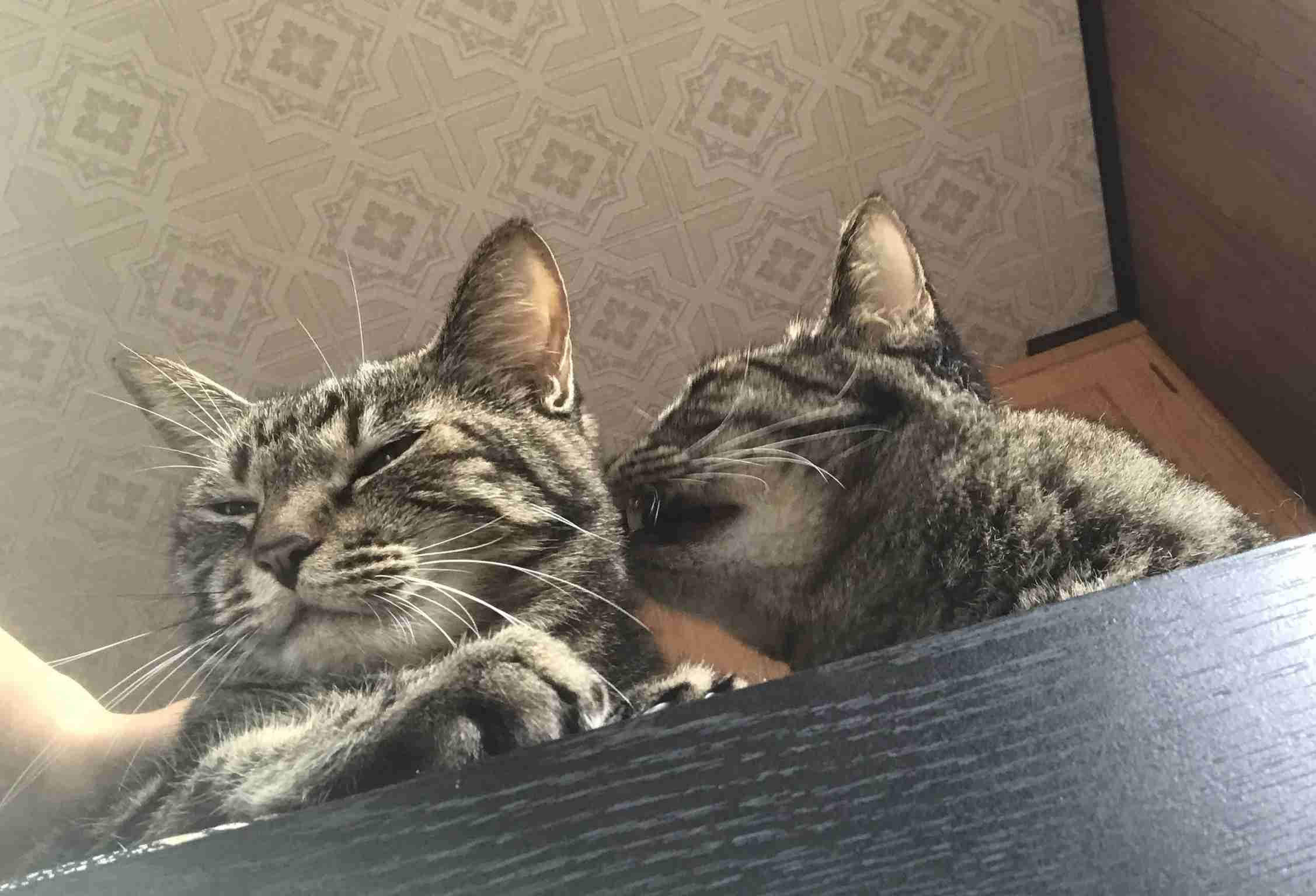 保護犬・猫と暮らしている人