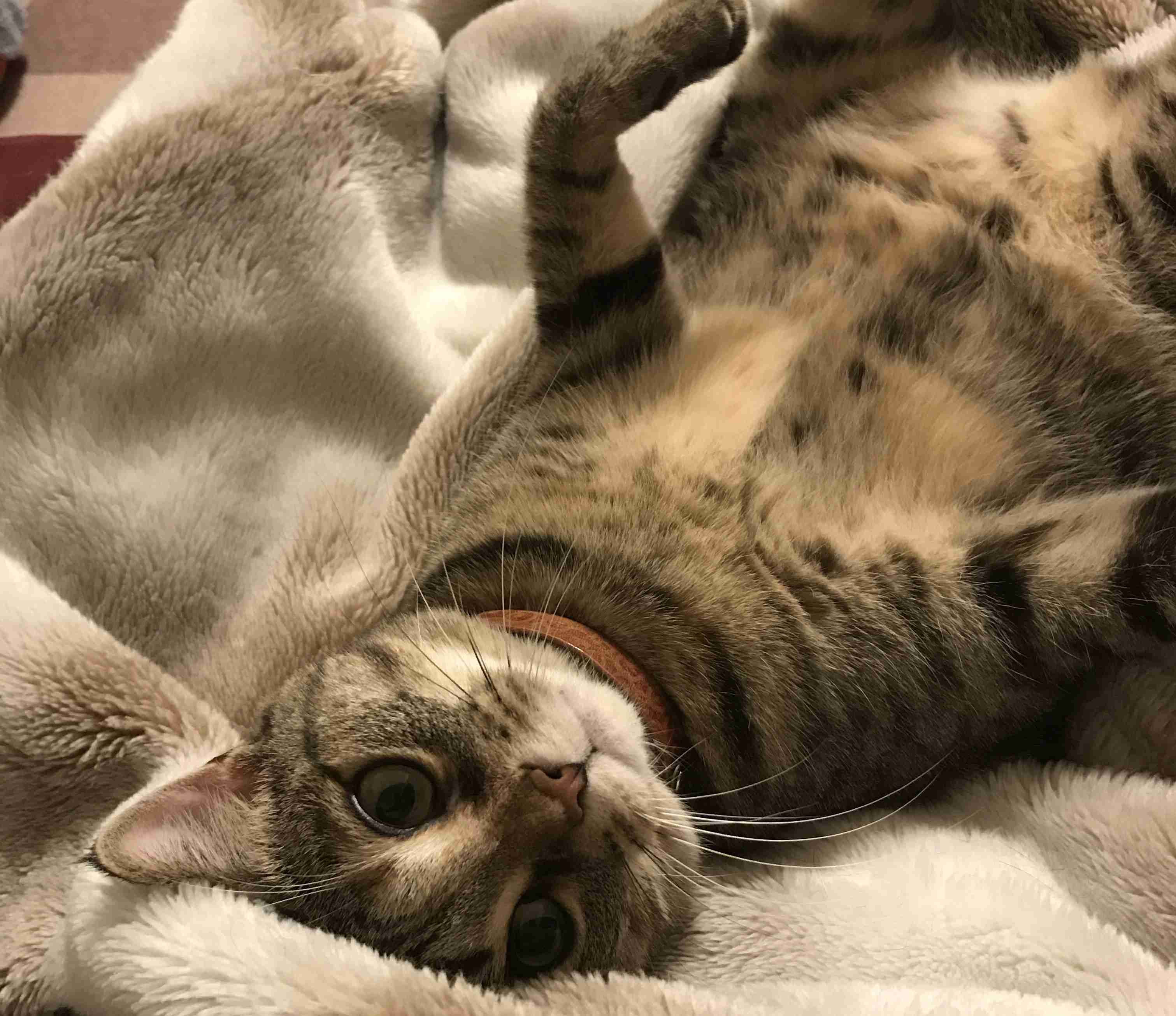 保護犬・猫と暮らしている人