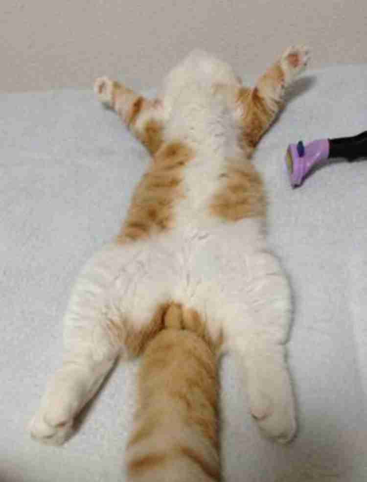 伸び猫の画像