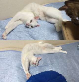 伸び猫の画像