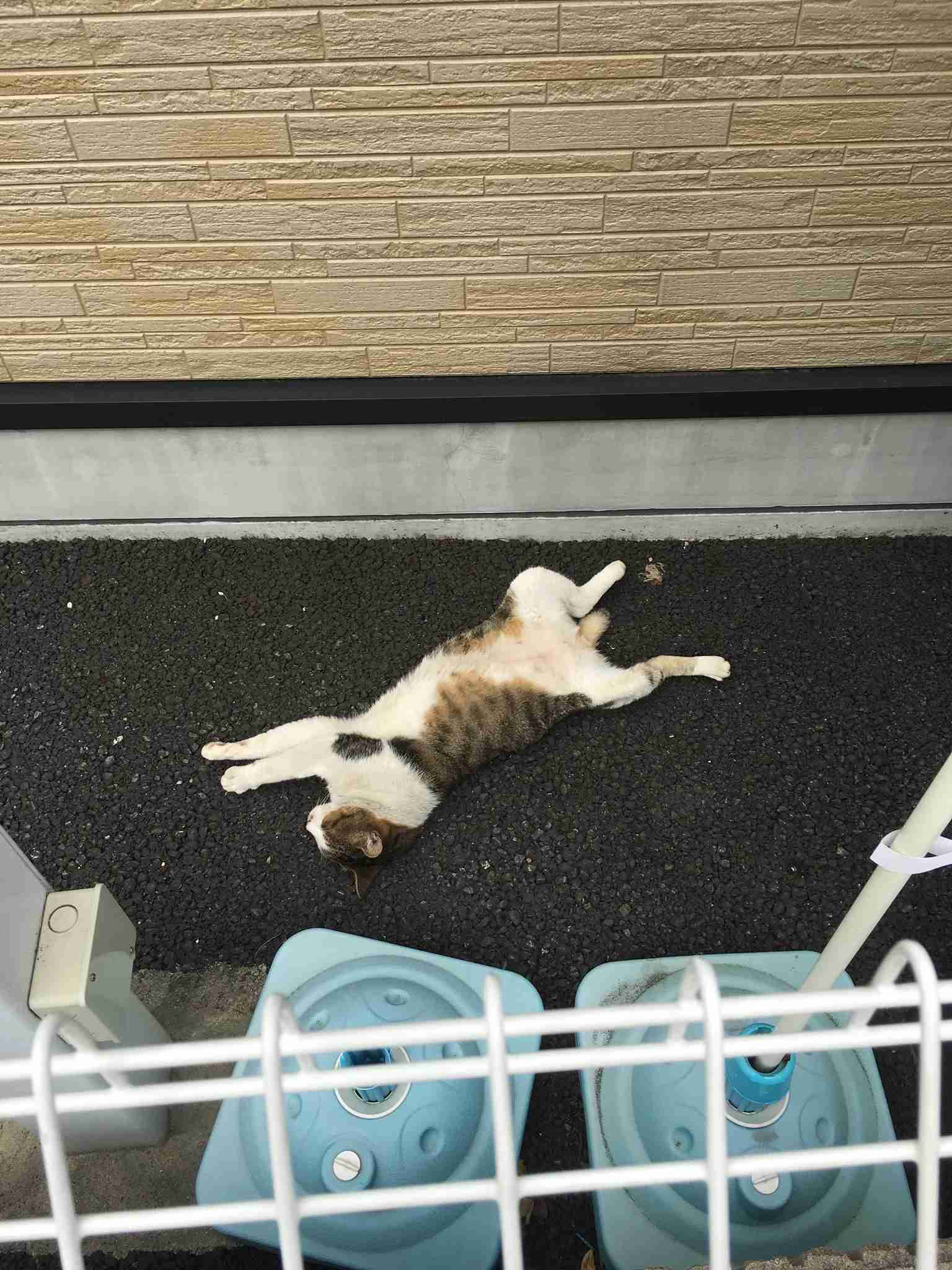 伸び猫の画像