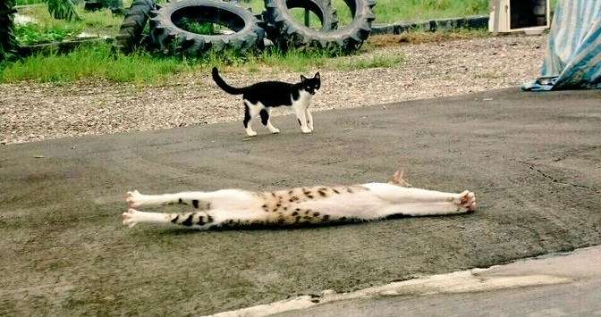 伸び猫の画像
