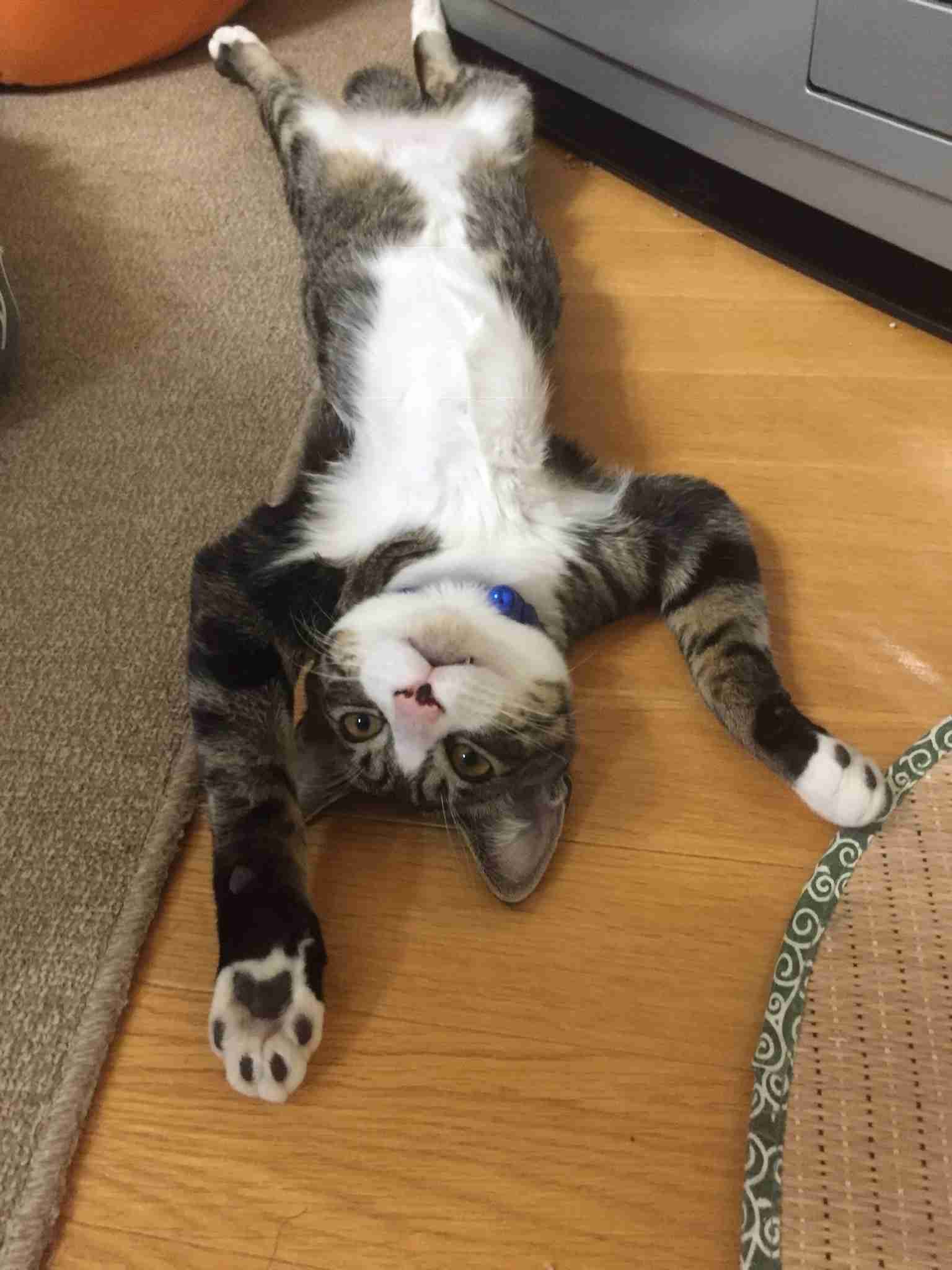伸び猫の画像
