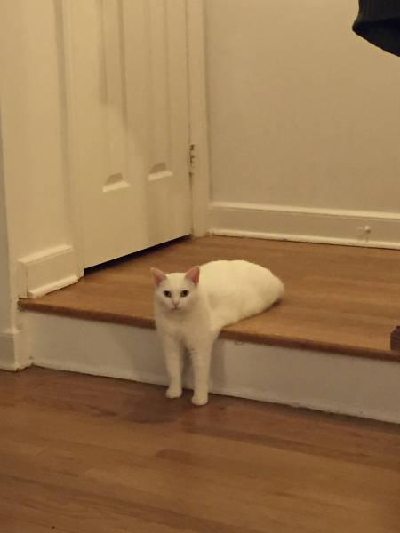 伸び猫の画像
