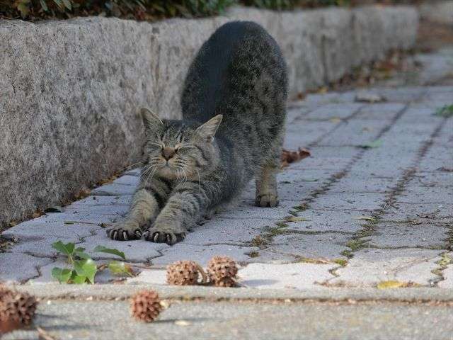 伸び猫の画像