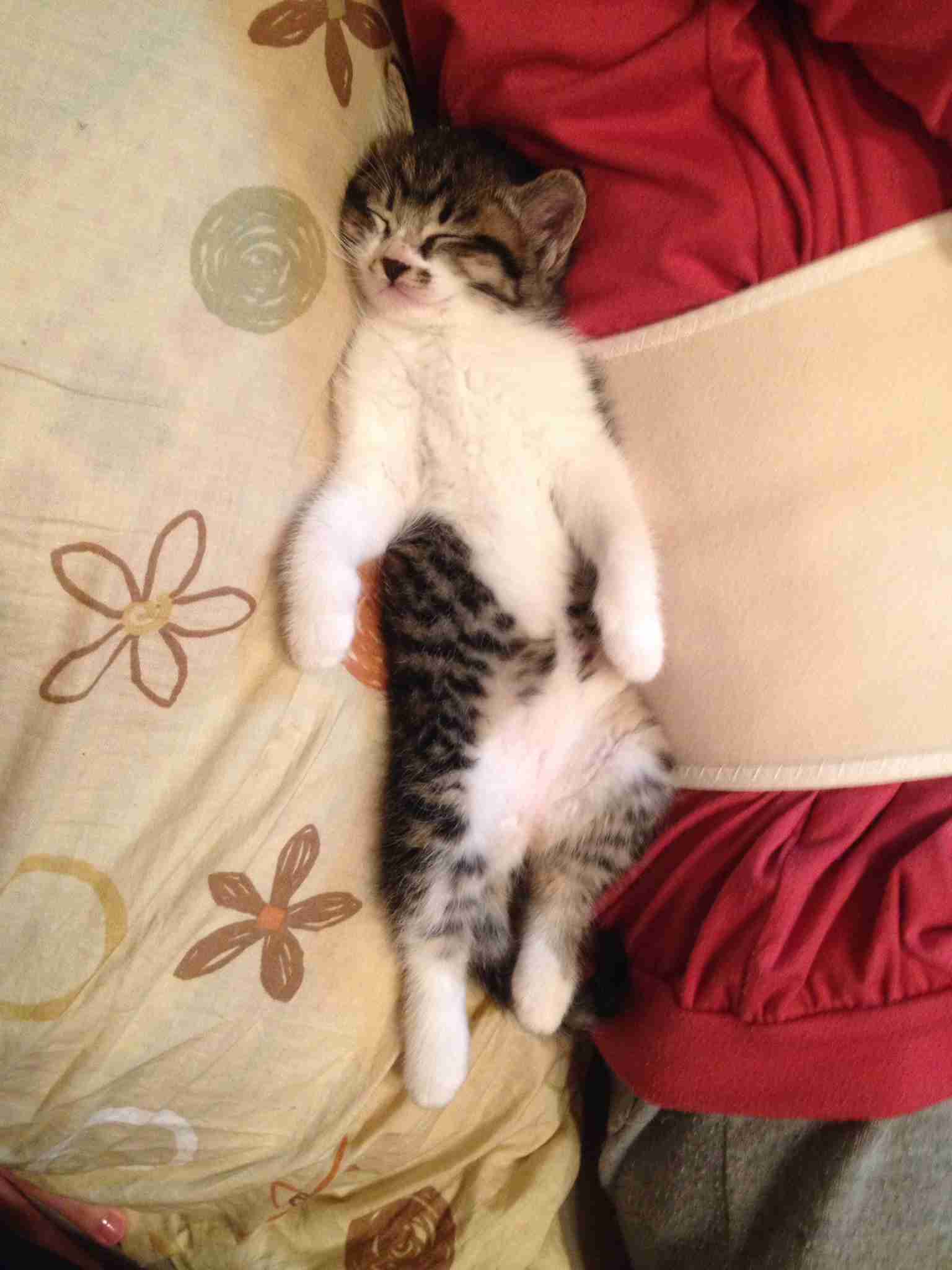 伸び猫の画像