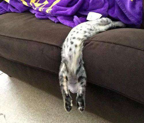 伸び猫の画像