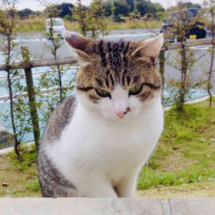 伸び猫の画像