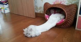伸び猫の画像