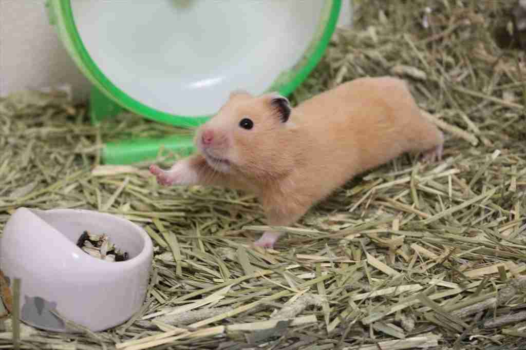伸び猫の画像