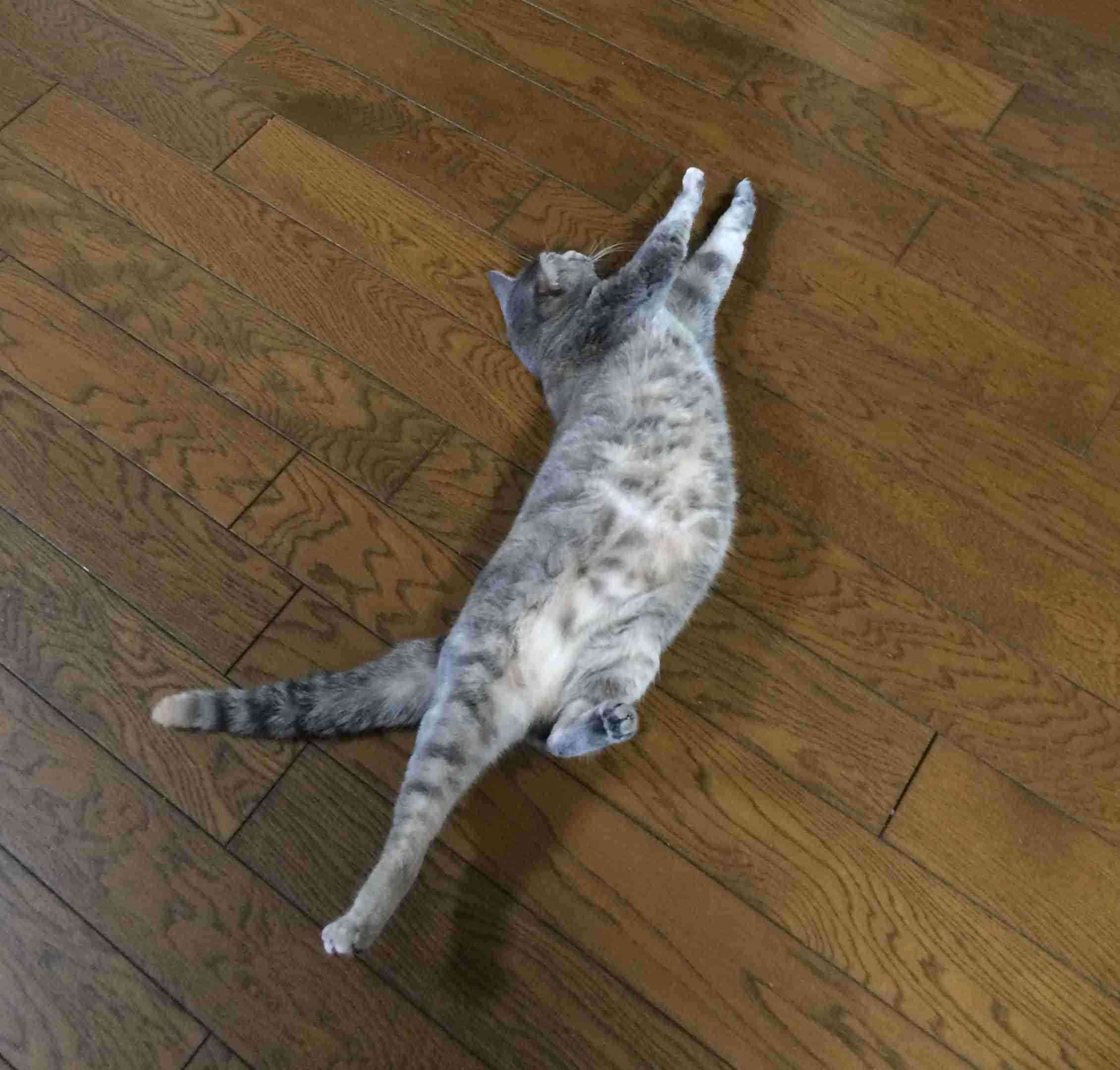 伸び猫の画像
