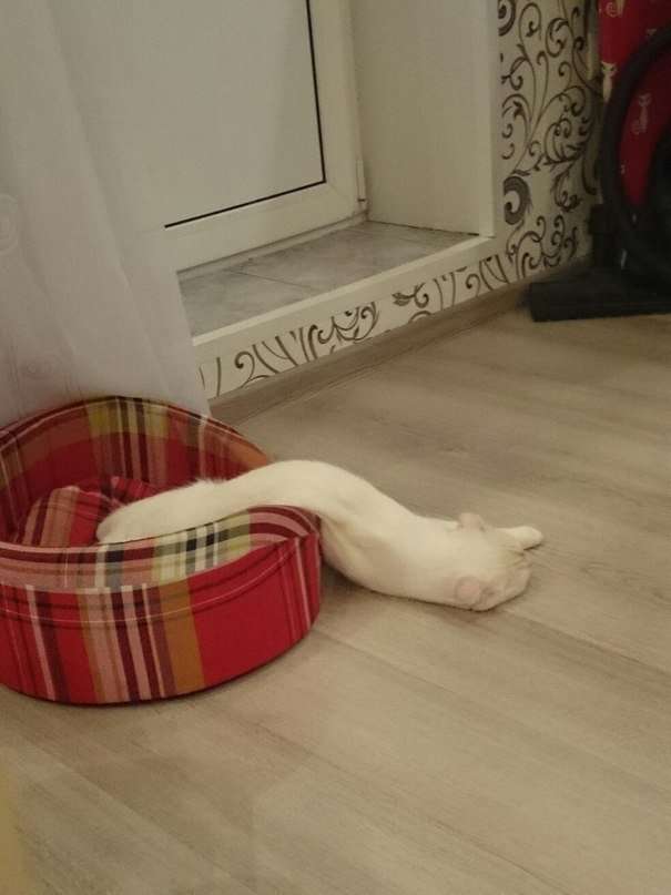 伸び猫の画像