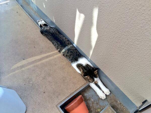 伸び猫の画像